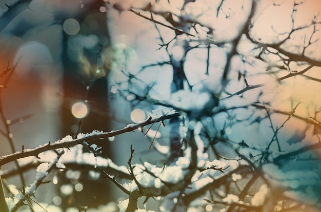 Scenic snow-covered forest in winter season. Good for Christmas background.