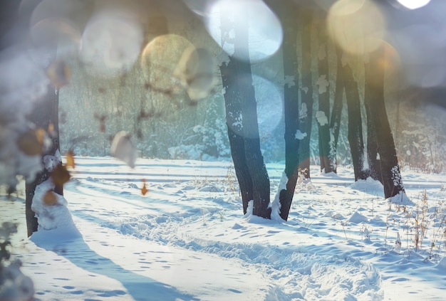 冬の風光明媚な雪に覆われた森。クリスマスの背景に適しています。