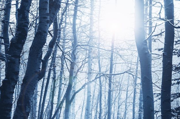 Scenic snow-covered forest in winter season. Good for Christmas background.