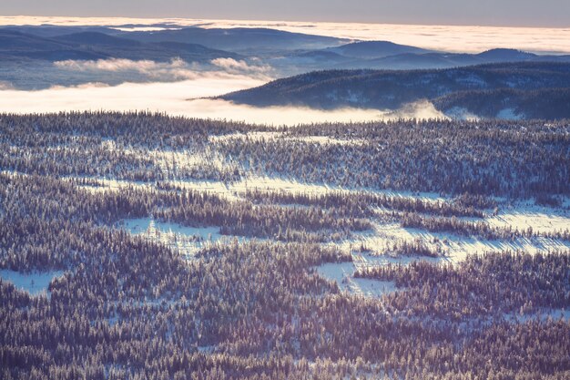 Photo scenic snow-covered forest in winter season. good for christmas background.