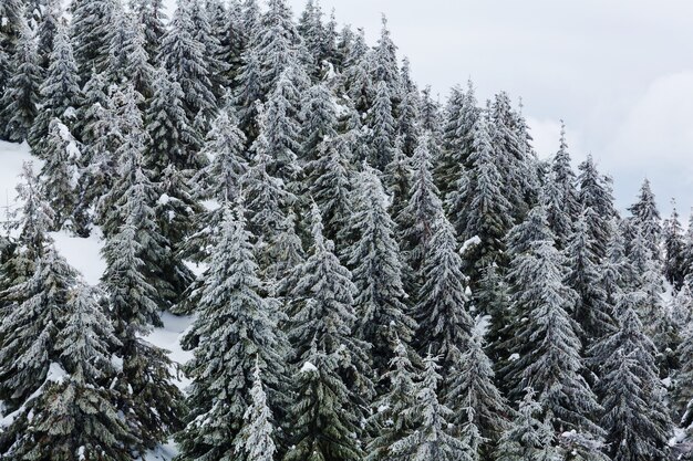 冬の風光明媚な雪に覆われた森。クリスマスの背景に適しています。