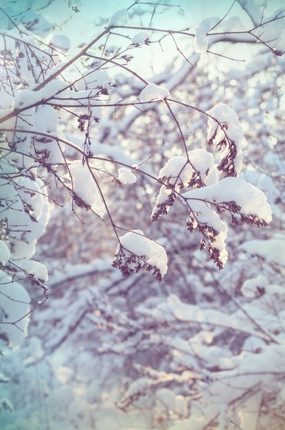 冬の風光明媚な雪に覆われた森。クリスマスの背景に適しています。