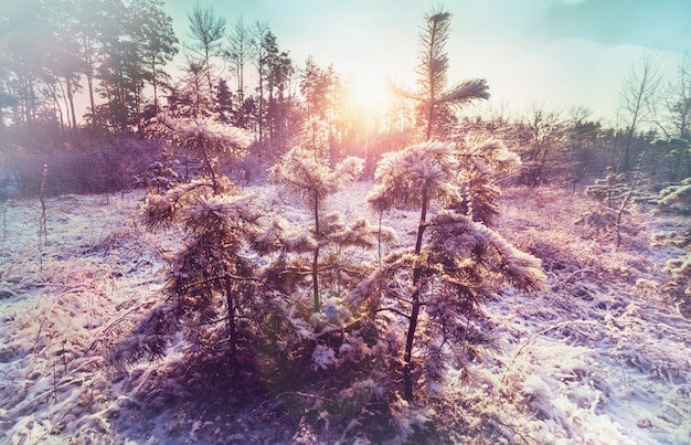 冬の風光明媚な雪に覆われた森。クリスマスの背景に適しています。