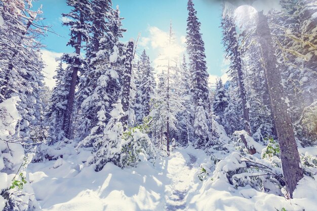 겨울 시즌에 아름다운 눈 덮인 숲. 크리스마스 배경에 좋습니다.