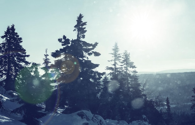 Scenic snow-covered forest in winter season. Good for Christmas background.