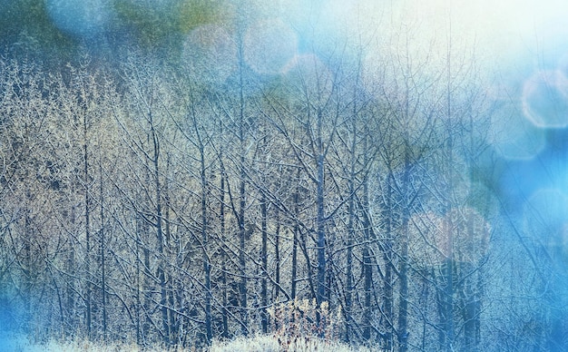 Scenic snow-covered forest in winter season. Good for Christmas background.