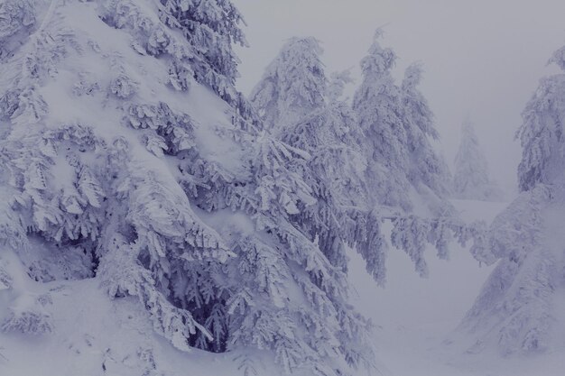 Scenic snow-covered forest in winter season. Good for Christmas background.