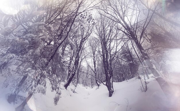 冬の風光明媚な雪に覆われた森。クリスマスの背景に適しています。