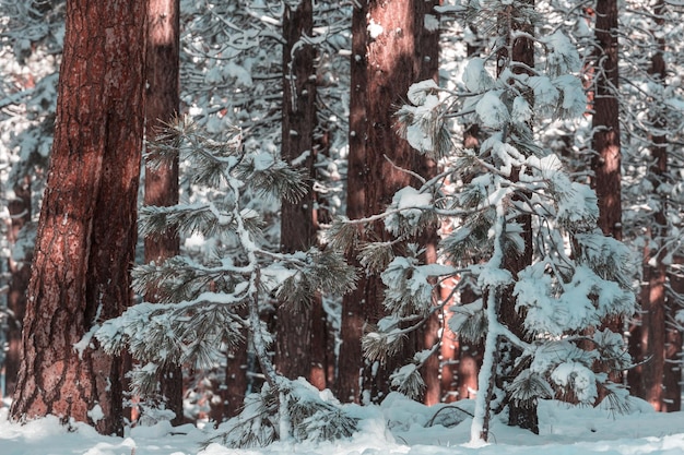 Scenic snow-covered forest in winter season. Good for Christmas background.