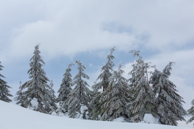 Scenic snow-covered forest in winter season. Good for Christmas background.