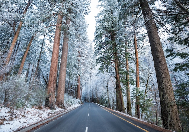 Foto scenic foresta innevata nella stagione invernale.