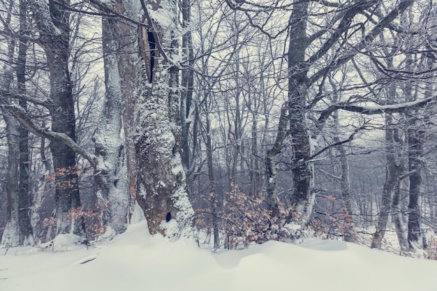 Scenic snow-covered forest in winter