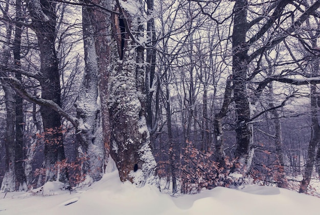 겨울의 아름다운 눈 덮인 숲
