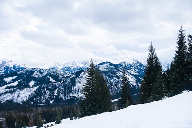 冬のタトラ山脈の曇りの日の雪をかぶった山の風景の風光明媚な