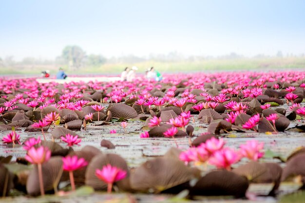 Photo scenic spring open season travel conceptbeautiful nature red lotus sea at thailand udon thai