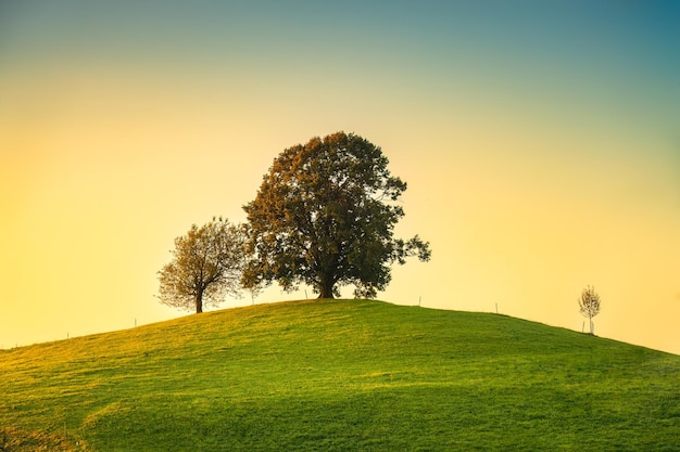 Scenic of sunrise over lonely tree on hill in rural scene