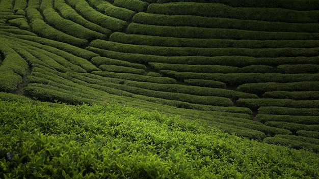 Живописный пейзаж чайной плантации