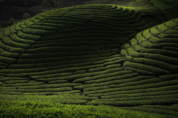 Scenic Tea Plantation Landscape