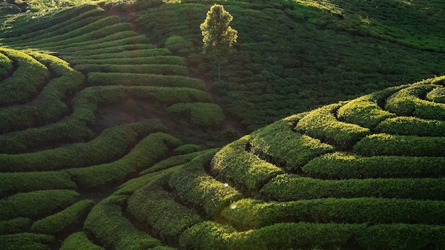 風光明媚な茶畑の風景