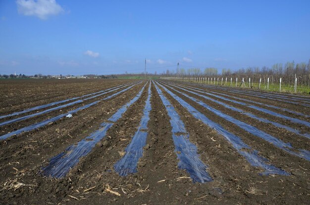 Foto vista panoramica di colture agricole ricoperte da film plastico