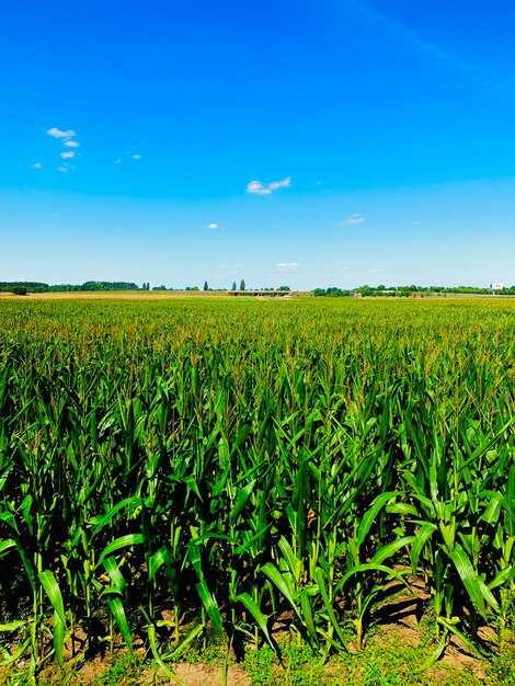 Scenic view of agricultural field against blue sky