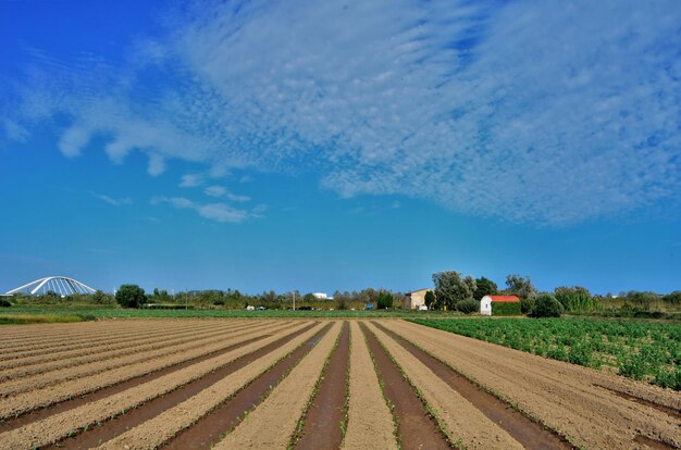 Photo scenic view of agricultural field against blue sky