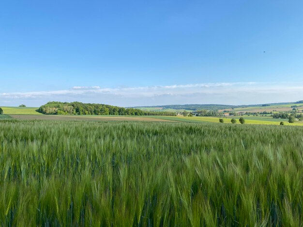 Scenic view of agricultural field against blue sky