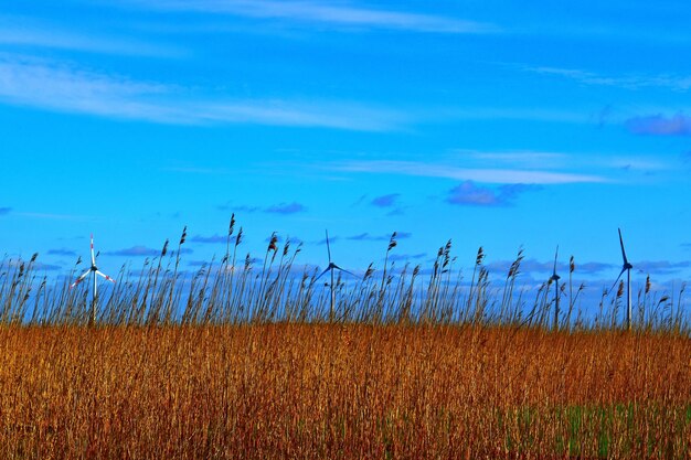 Photo scenic view of agricultural field against blue sky