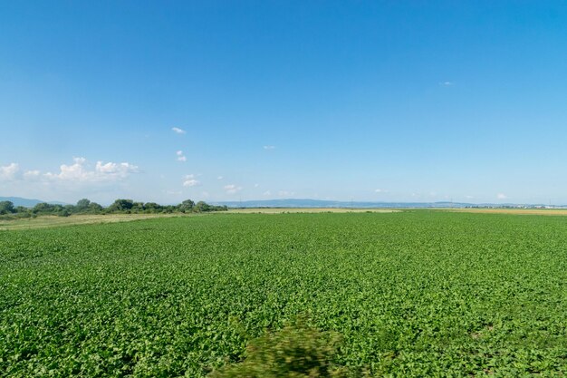 Scenic view of agricultural field against blue sky