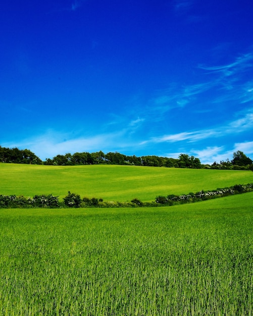 Scenic view of agricultural field against blue sky
