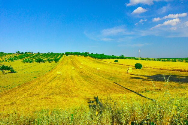 Scenic view of agricultural field against blue sky