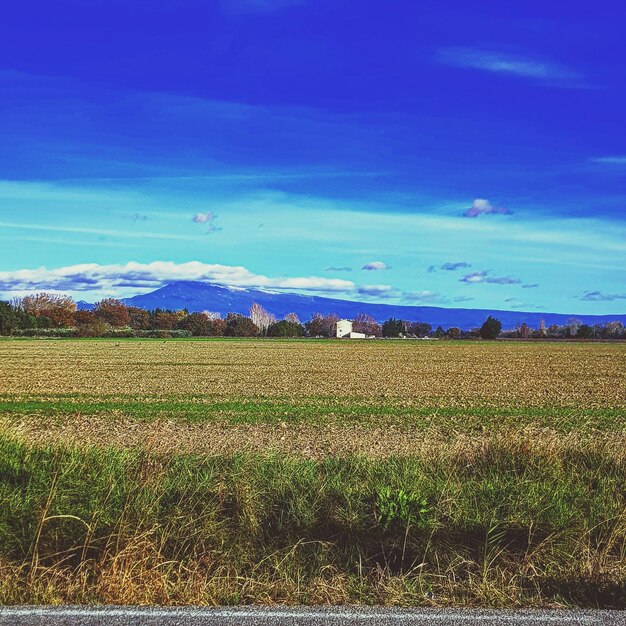 Scenic view of agricultural field against blue sky