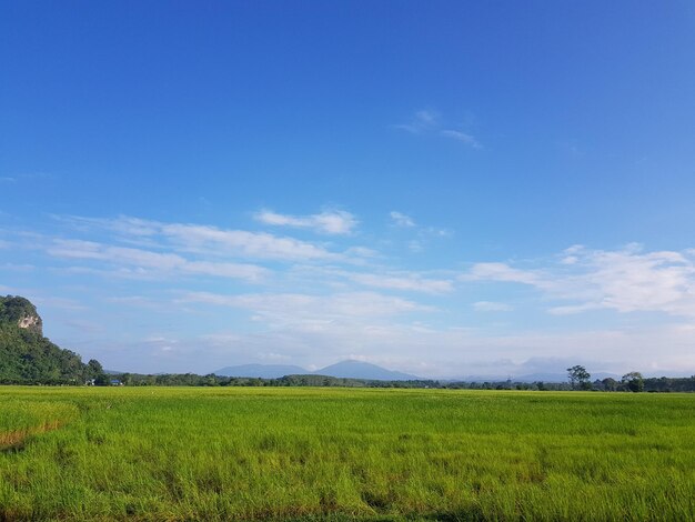 Scenic view of agricultural field against blue sky