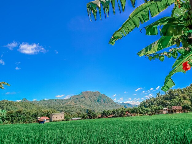 Scenic view of agricultural field against blue sky