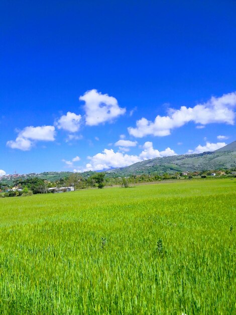 Scenic view of agricultural field against blue sky