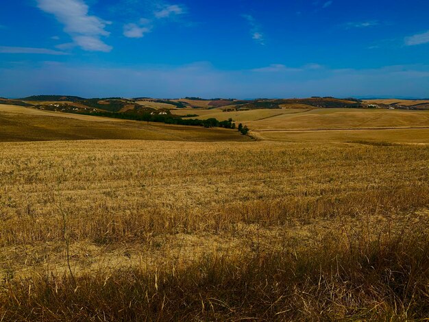 Scenic view of agricultural field against blue sky