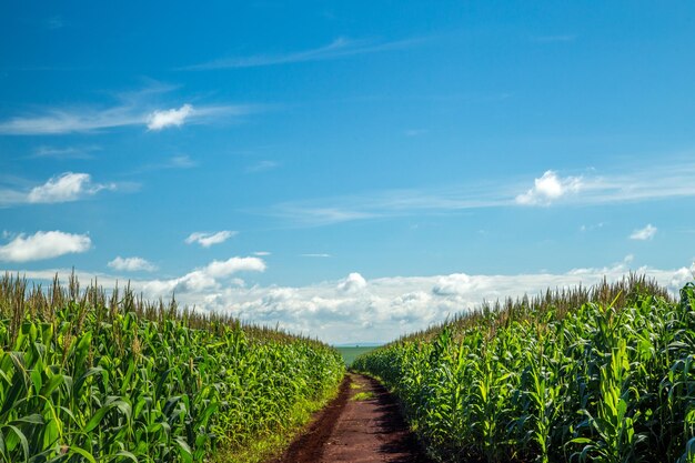 Scenic view of agricultural field against blue sky