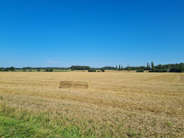 Scenic view of agricultural field against clear blue sky