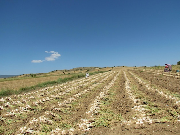 Scenic view of agricultural field against clear blue sky