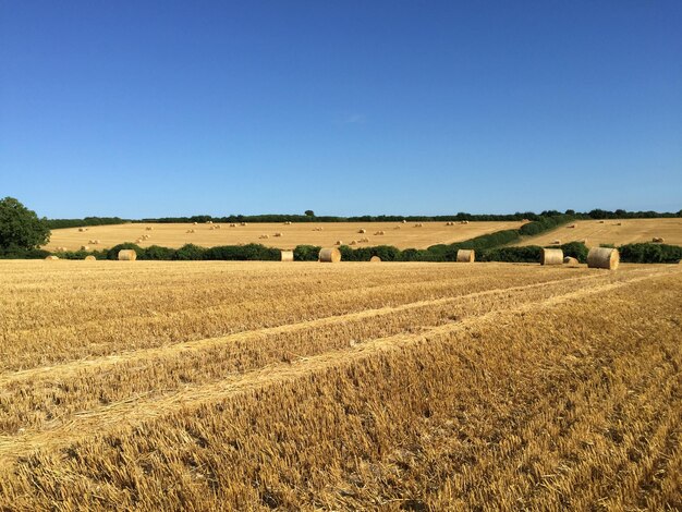 Scenic view of agricultural field against clear blue sky