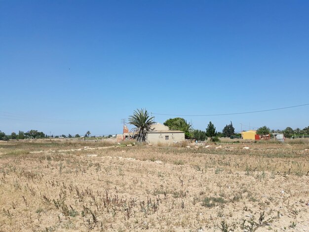 Scenic view of agricultural field against clear blue sky