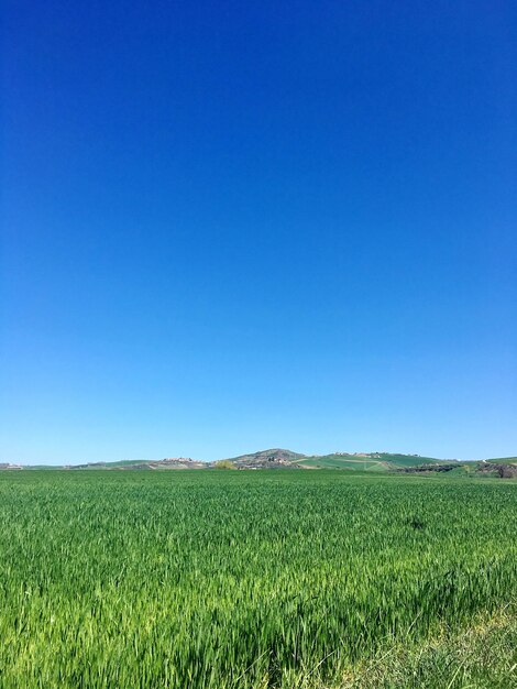 Scenic view of agricultural field against clear blue sky