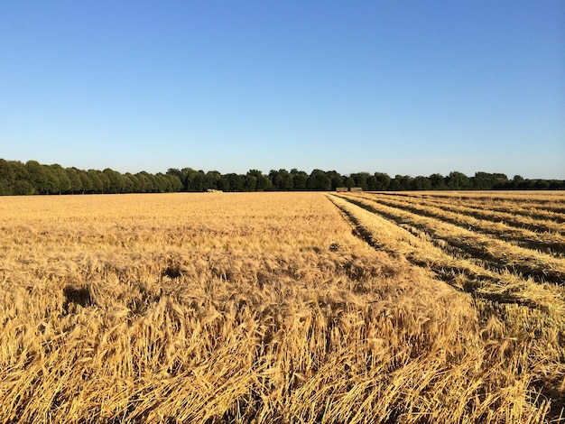 Scenic view of agricultural field against clear blue sky