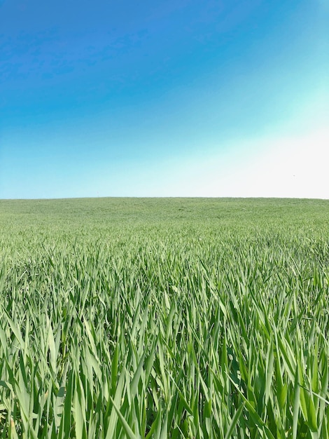 Scenic view of agricultural field against clear blue sky