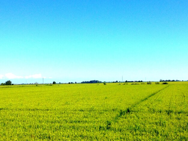 Scenic view of agricultural field against clear blue sky