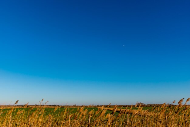 Scenic view of agricultural field against clear blue sky