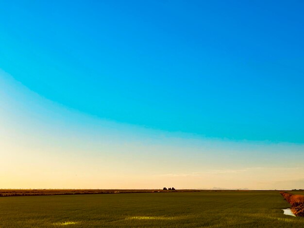 Scenic view of agricultural field against clear sky during sunset