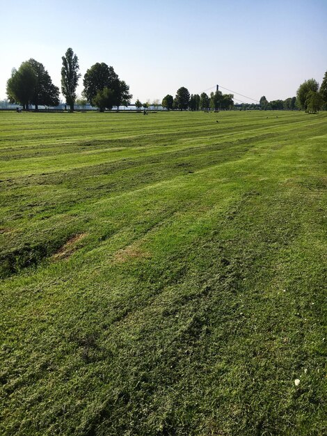 Scenic view of agricultural field against clear sky