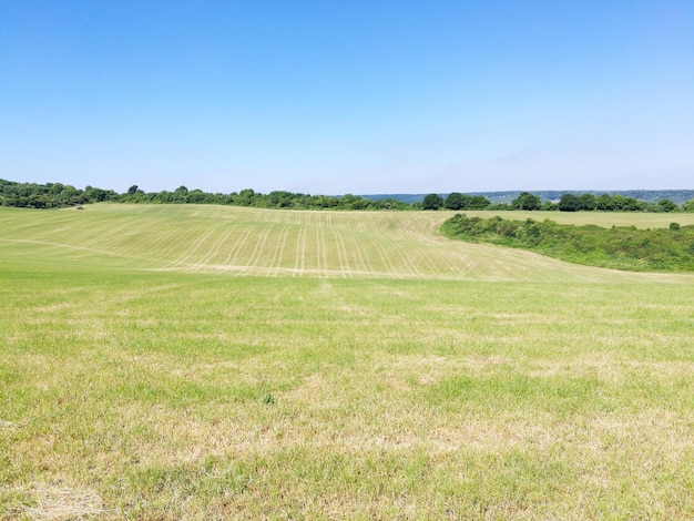 Scenic view of agricultural field against clear sky