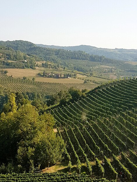 Foto vista panoramica di un campo agricolo contro un cielo limpido